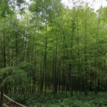 評論圖片 4