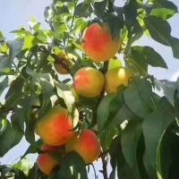 評論圖片 6