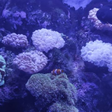 評論圖片 2