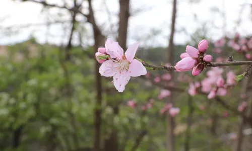 Zhushan National Forest Park