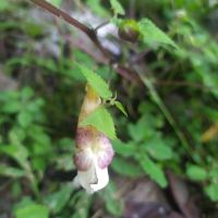 評論圖片 1