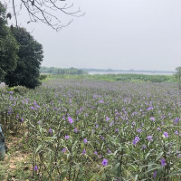 評論圖片 6