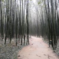 評論圖片 5