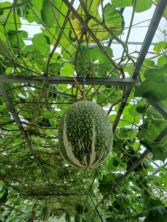 황청샹푸