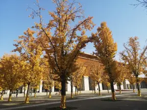 Popular Fall Viewing Attractions in Fufeng County