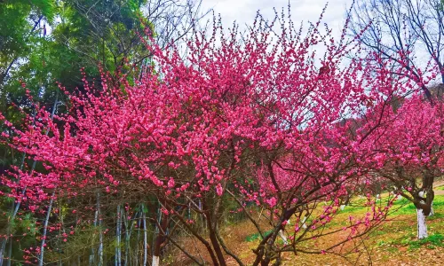 湖南省植物園