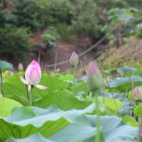 評論圖片 1