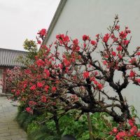 評論圖片 1