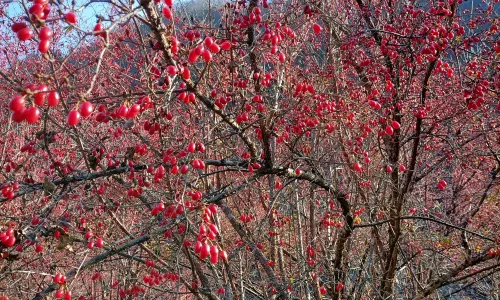 Red River Valley