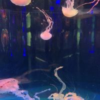 評論圖片 6