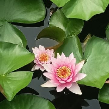評論圖片 5