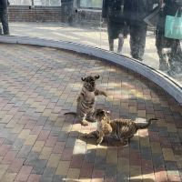 評論圖片 5