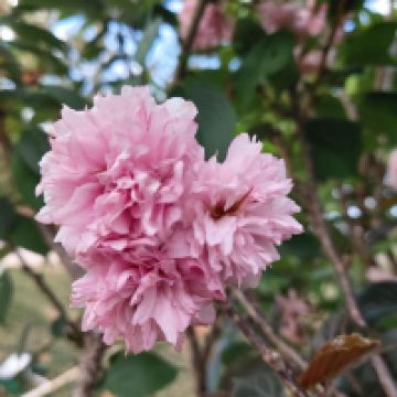 評論圖片 1