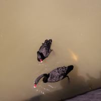 評論圖片 7