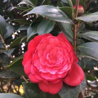 評論圖片 2