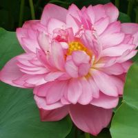 評論圖片 3
