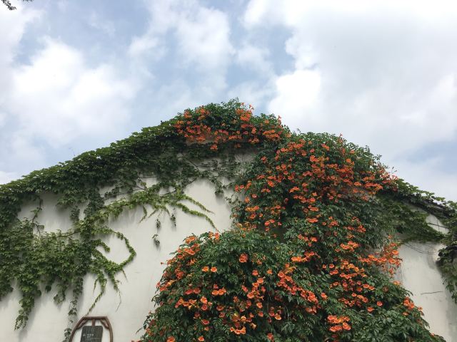 Lingering Garden