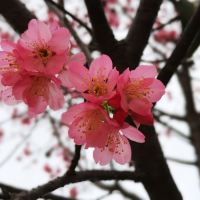 評論圖片 7