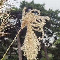 評論圖片 3