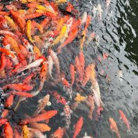 評論圖片 6