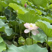 評論圖片 9