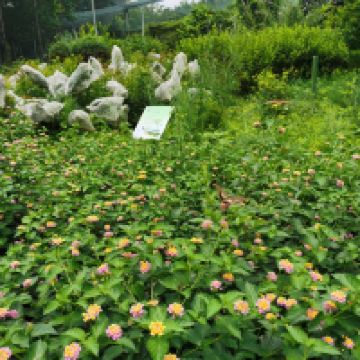 評論圖片 2