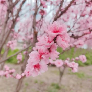 評論圖片 2