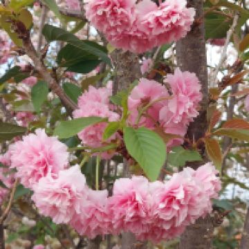 評論圖片 5