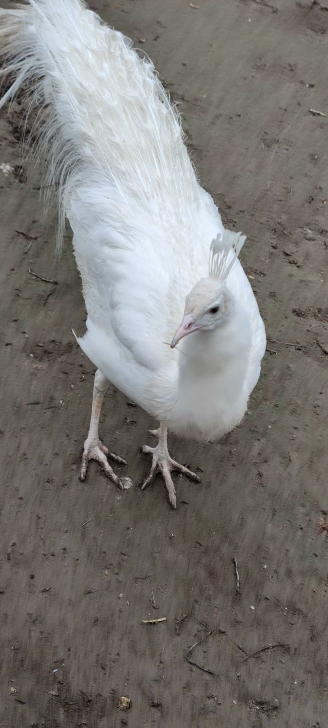 Beifang Forest Zoo