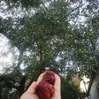 評論圖片 8