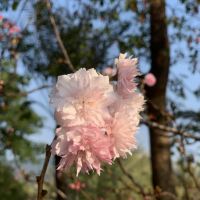 評論圖片 3