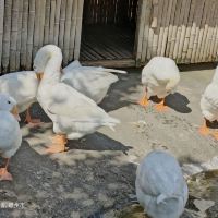 評論圖片 5