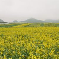 評論圖片 1