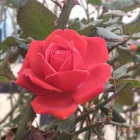 評論圖片 3