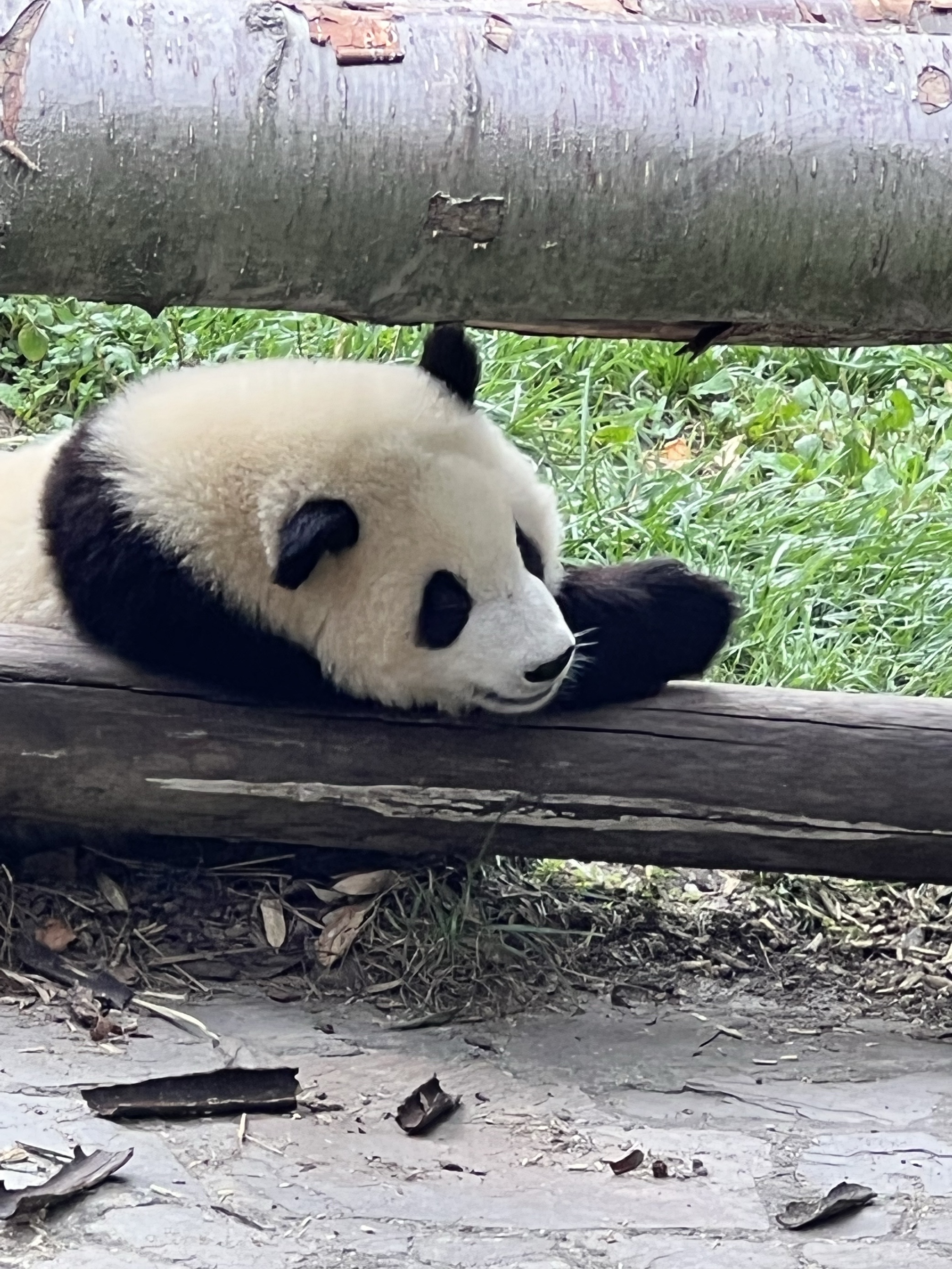 Bored Panda Memes - 125dtyi