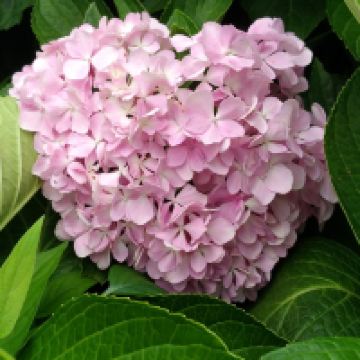 評論圖片 6
