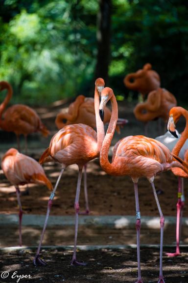 上海動物園