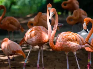上海動物園