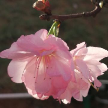 評論圖片 7