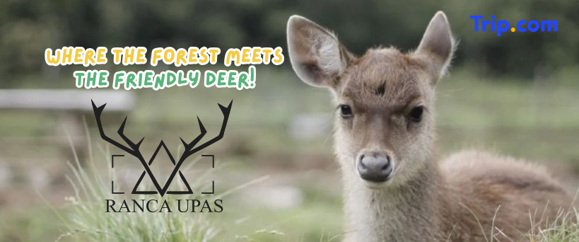 ad slide image