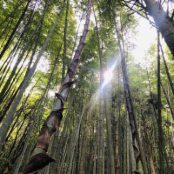 評論圖片 6