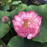 評論圖片 6