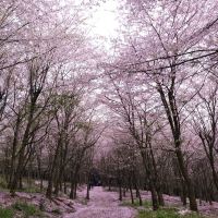 評論圖片 7