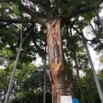 評論圖片 5