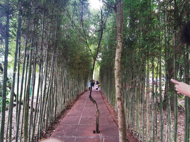 Bamboo Canyon Scenic Area (Jinji Valley)