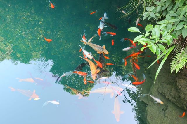 大奇山國家森林公園