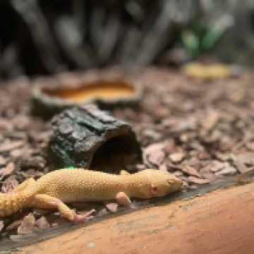 評論圖片 8
