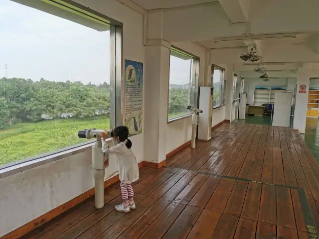 Jiangmen Bird Watching