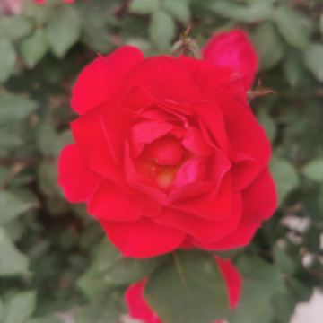 評論圖片 4