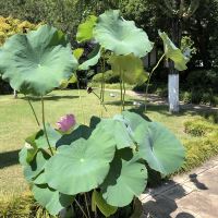評論圖片 7